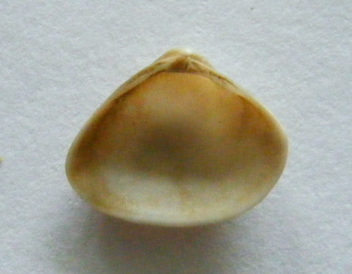 Bivalve